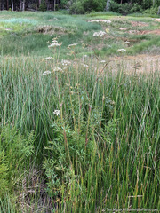 Cicuta douglasii