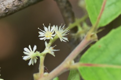 Homalium cochinchinense