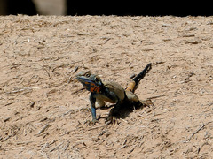 Laudakia nupta nupta