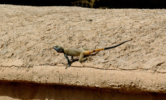 Laudakia nupta nupta