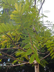 Elaeocarpus apiculatus