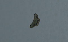 Idaea micra