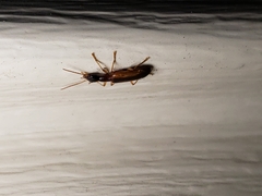 Leptotrachelus dorsalis