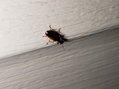 Leptotrachelus dorsalis