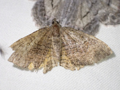 Chrysolarentia bichromata