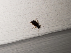 Leptotrachelus dorsalis