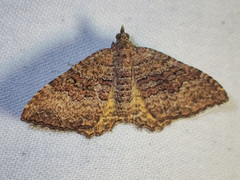 Chrysolarentia bichromata