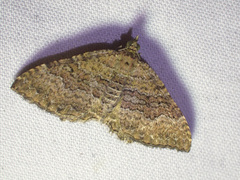 Chrysolarentia bichromata