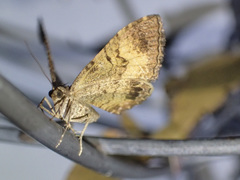 Chrysolarentia bichromata