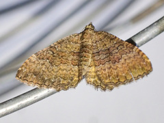 Chrysolarentia bichromata