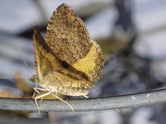 Chrysolarentia bichromata