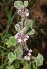 Marrubium supinum