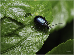 Arthrotus abdominalis