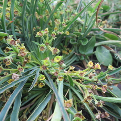 Euphorbia silenifolia