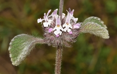 Marrubium supinum