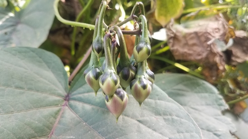 Ipomoea parasitica image