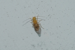 Lachesillidae