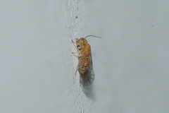 Lachesillidae
