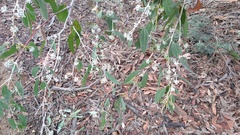 Eucalyptus tenuiramis