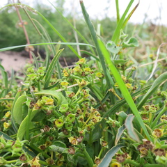 Euphorbia silenifolia