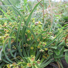 Euphorbia silenifolia