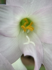 Zephyranthes robusta