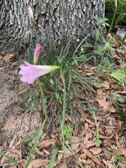 Zephyranthes robusta