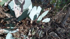 Eucalyptus risdonii
