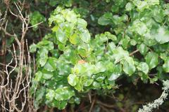 Prunus ilicifolia ilicifolia