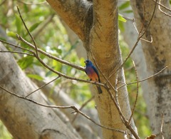 Passerina rositae