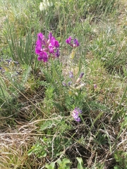 Oxytropis inaria