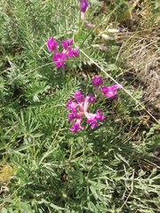 Oxytropis inaria