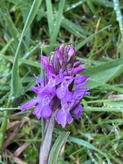 Dactylorhiza purpurella