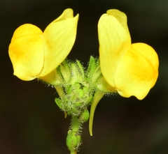 Linaria viscosa