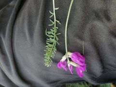 Oxytropis inaria