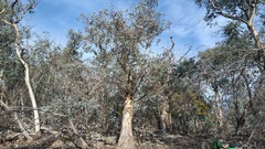 Eucalyptus risdonii