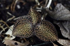 Anoectochilus roxburghii