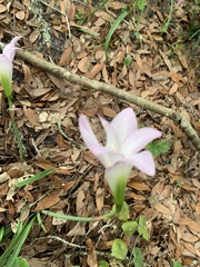 Zephyranthes robusta