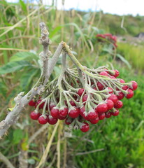 Solanum giganteum