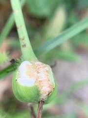 Zephyranthes robusta