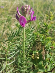 Oxytropis inaria