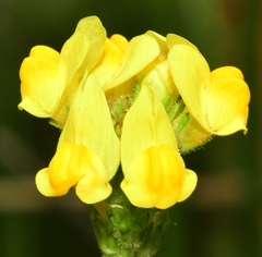 Linaria viscosa