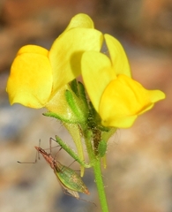 Linaria viscosa