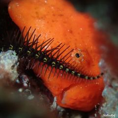 Antennatus tuberosus
