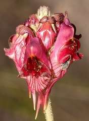 Linaria aeruginea