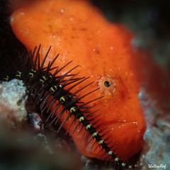 Antennatus tuberosus