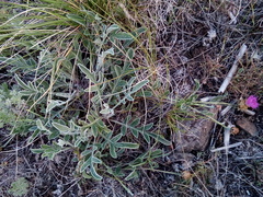 Psephellus turgaicus