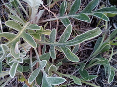 Psephellus turgaicus