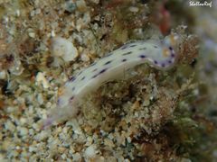 Hypselodoris bertschi
