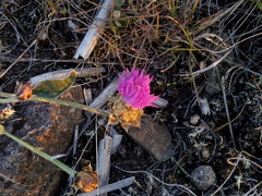 Psephellus turgaicus